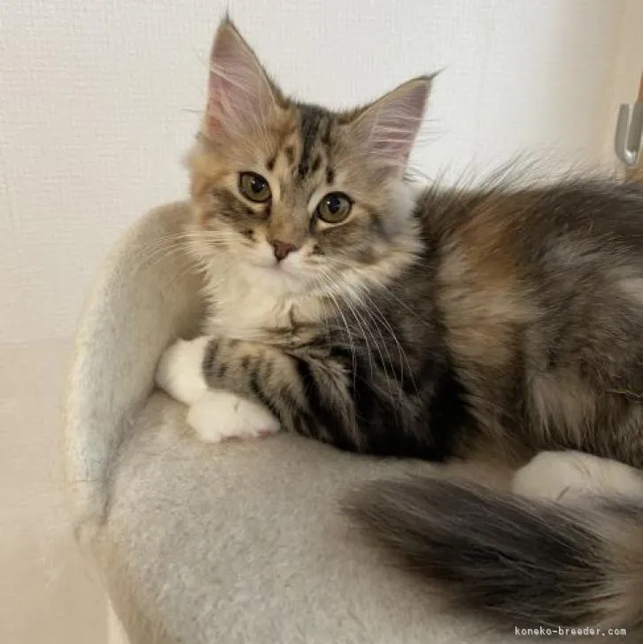 ID：2301-00844の子猫