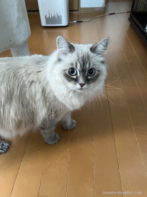 サイベリアン【・女の子・2023年8月18日・ブルーリンクスポイント】