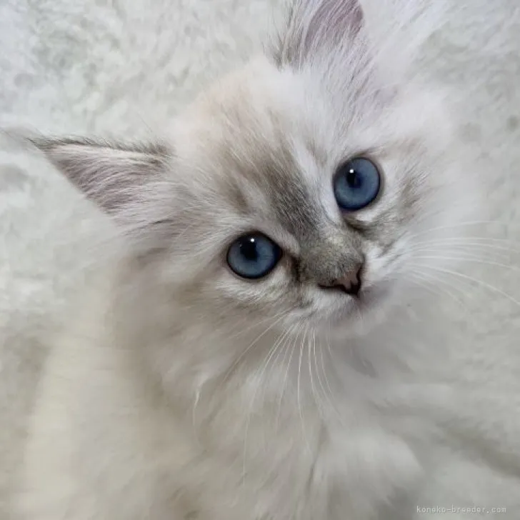 T.K 様のお迎えした子猫