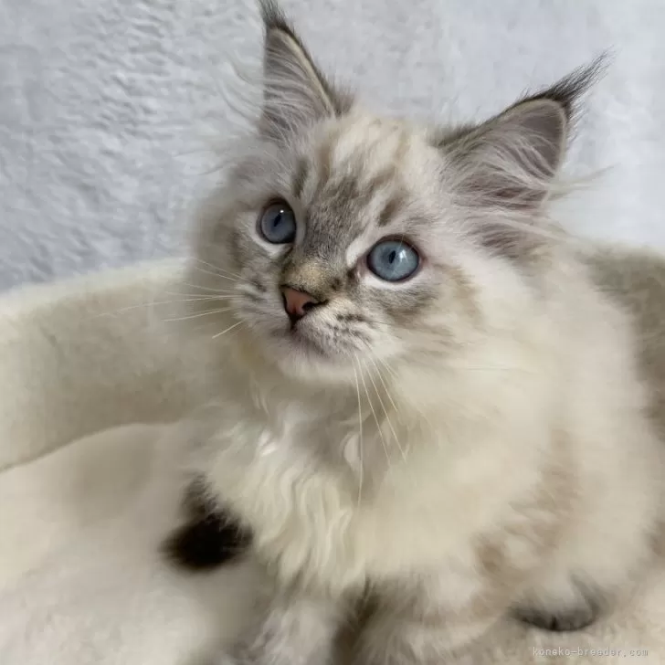 ID：2405-03261の子猫