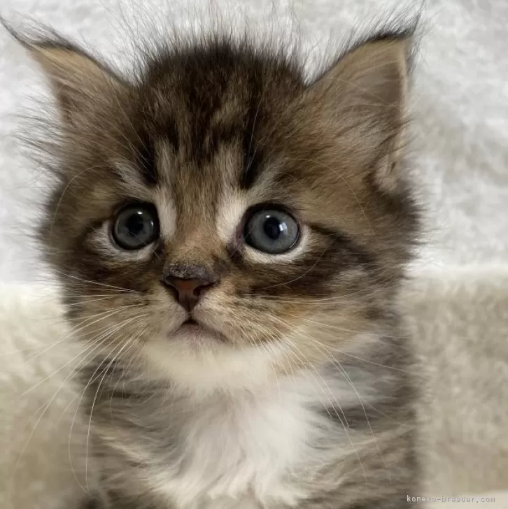 K.U 様のお迎えした子猫