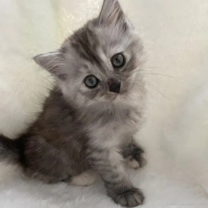 ID：2309-03082の子猫