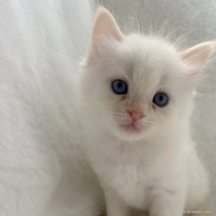 ID：2309-01382の子猫