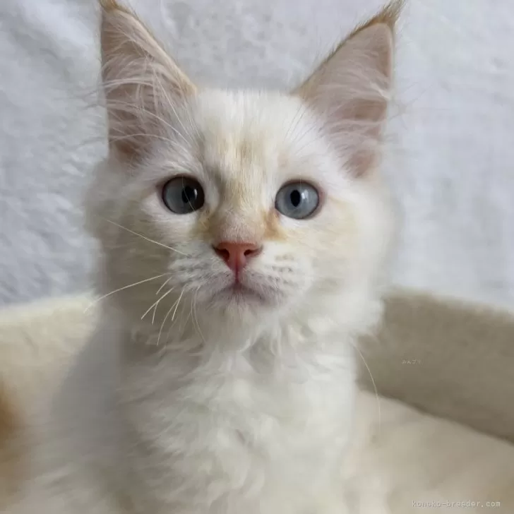 ID:2405-03266の子猫