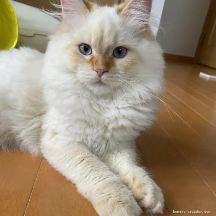 mi 様のお迎えした子猫