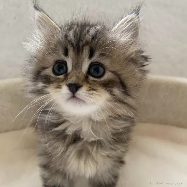 ID：2402-01077の子猫