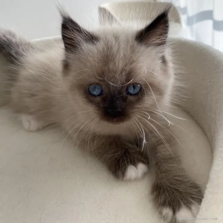 ID：2212-00272の子猫