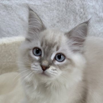 サイベリアン【滋賀県・女の子・2024年4月7日・ブルーリンクスポイント】の写真「美猫さん✨✨」