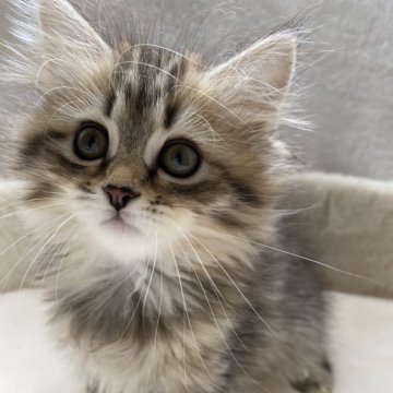 サイベリアン【滋賀県・女の子・2024年1月1日・ブラウンマッカレルタビー】の写真「可愛いお顔の女の子💖」