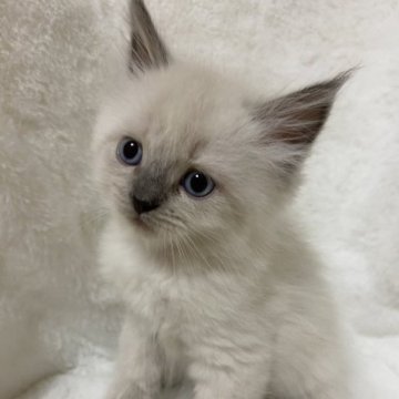 サイベリアン【滋賀県・男の子・2023年8月14日・ブルーポイント】の写真「イケメンくん✨可愛い男の子💖」