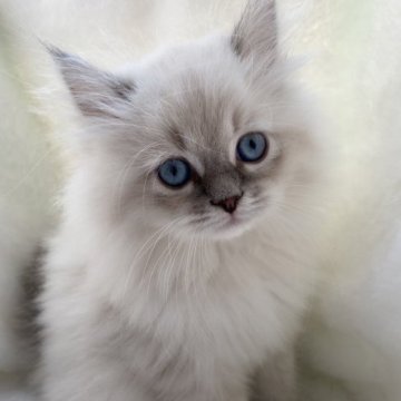 サイベリアン【滋賀県・男の子・2023年8月18日・ブルーリンクスポイント】の写真「モフモフの可愛い男の子💖」