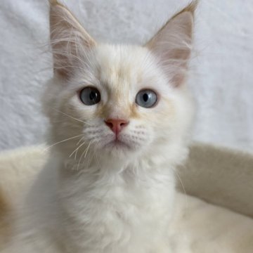 サイベリアン【滋賀県・男の子・2024年4月7日・レッドリンクスポイント】の写真「元気なイケメンくん✨」