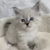 サイベリアン【滋賀県・男の子・2024年7月24日・シールリンクスポイント】の写真1「イケメンくん🌼」