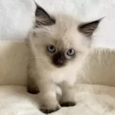 サイベリアン【滋賀県・女の子・2025年5月12日・シールポイント】の写真13