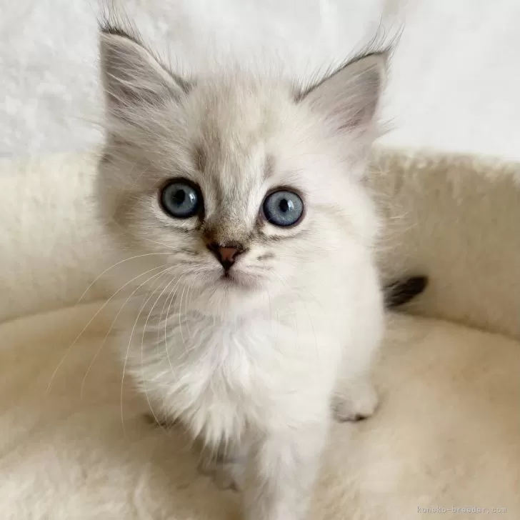 ID：2505-03189の子猫