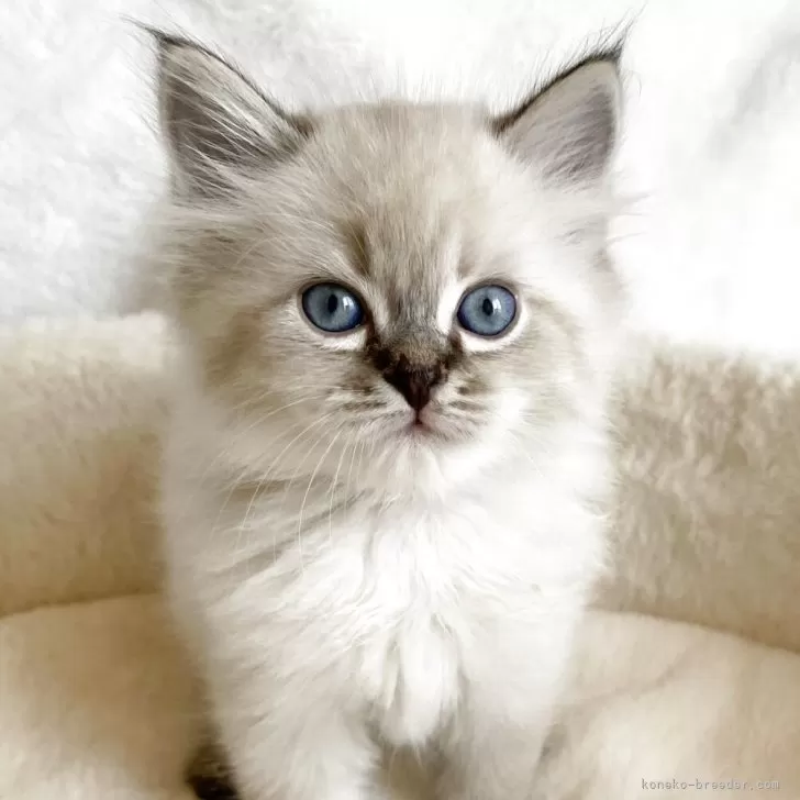 ID：2505-03188の子猫