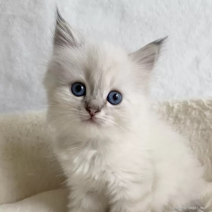 ID:2503-00020の子猫