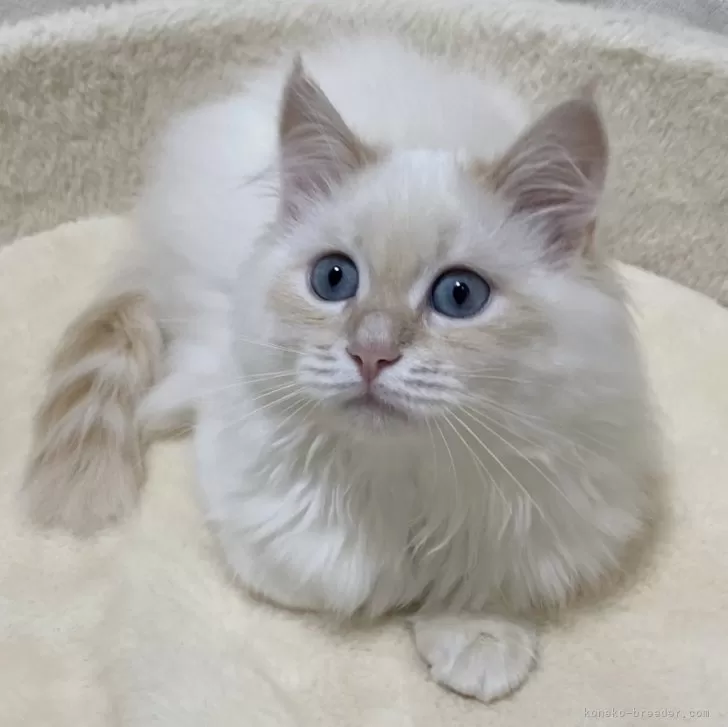 サイベリアン【滋賀県・男の子・2025年7月27日・クリームリンクスポイント】の写真1