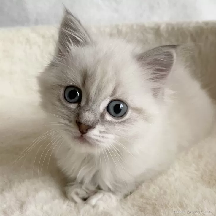 ID:2502-02485の子猫