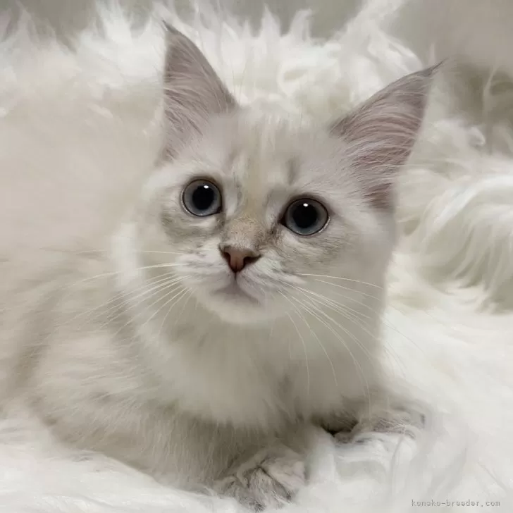 T.M 様のお迎えした子猫