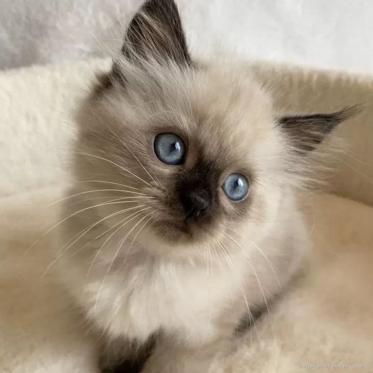 ID:2506-01781の子猫