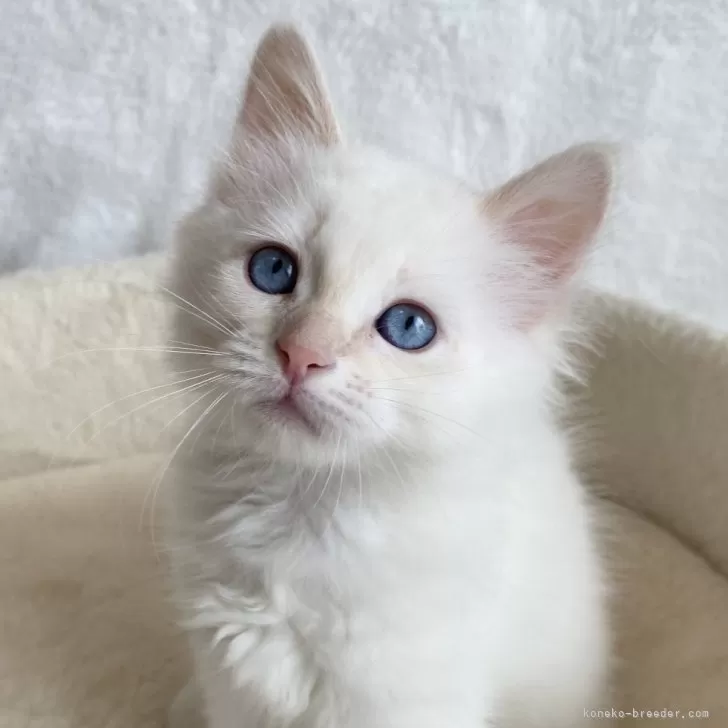 ID：2509-00128の子猫