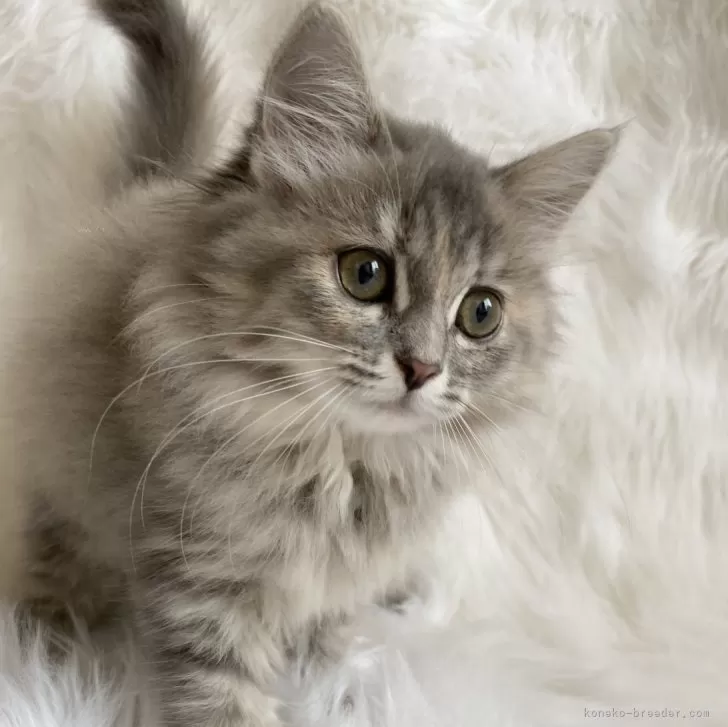 ID:2509-00138の子猫