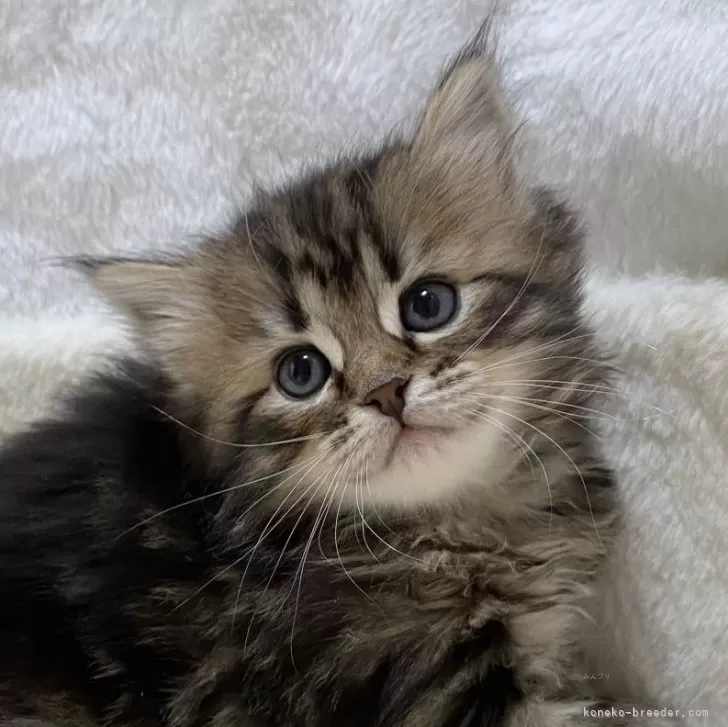 サイベリアン【滋賀県・女の子・2025年12月24日・ブラウンタビー】の写真1