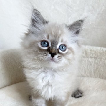 サイベリアン【滋賀県・女の子・2025年10月9日・シールリンクスポイント】の写真「可愛いい女の子🌼」