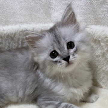 サイベリアン【滋賀県・女の子・2025年9月20日・シルバータビー】の写真「可愛い女の子🌼」