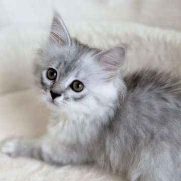 サイベリアン【滋賀県・女の子・2025年9月20日・シルバータビー】の写真「可愛い女の子🌸」