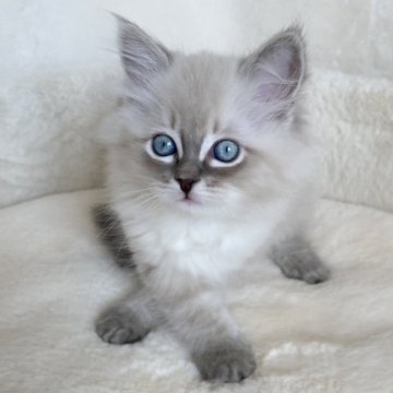 サイベリアン【滋賀県・女の子・2025年10月9日・ブルーリンクスポイント】の写真「可愛い女の子🌸」