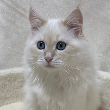 サイベリアン【滋賀県・男の子・2025年7月27日・クリームリンクスポイント】の写真「懐っこい甘えたボーイ🍀」