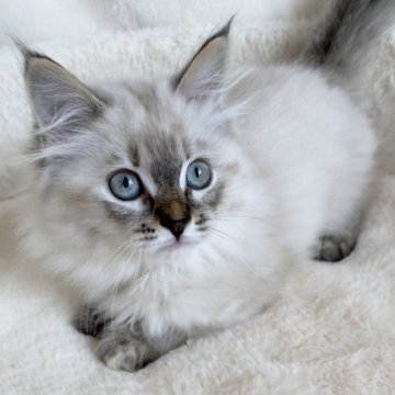 サイベリアン【滋賀県・女の子・2025年9月20日・シールリンクスポイント】の写真「可愛い女の子🌼」