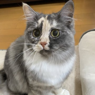 サイベリアン【滋賀県・女の子・2025年2月4日・シルバーパッチドタビー】の写真「優しい女の子✨✨[避妊済み]」