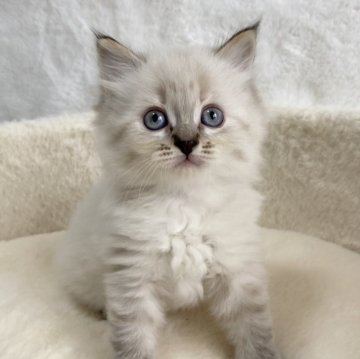 サイベリアン【滋賀県・女の子・2025年9月20日・シールリンクスポイント】の写真「可愛い女の子🌟」