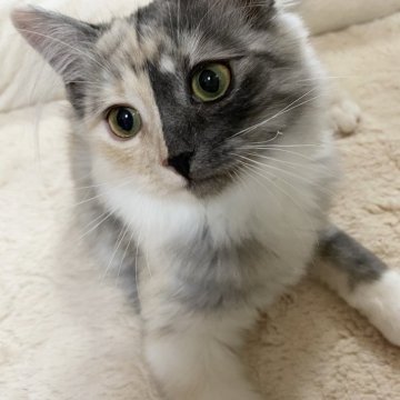 サイベリアン【滋賀県・女の子・2025年2月4日・シルバーパッチドタビー】の写真「綺麗な女の子✨✨✨」