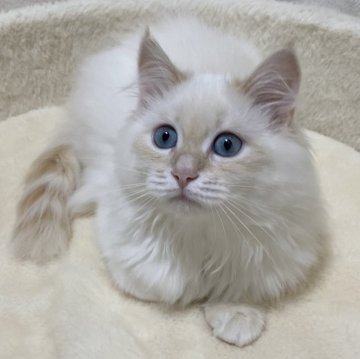 サイベリアン【滋賀県・男の子・2025年7月27日・クリームリンクスポイント】の写真「大きくなっても可愛いお顔😊✨」