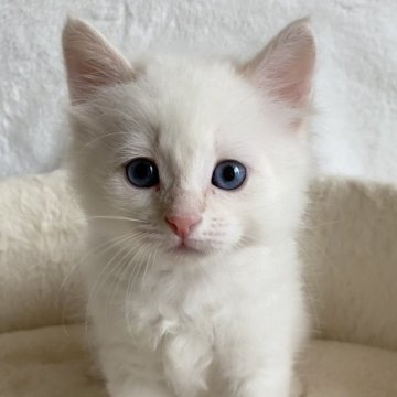 サイベリアン【滋賀県・男の子・2025年7月27日・レッドリンクスポイント】の写真「綺麗な顔立ちの男の子🌼」