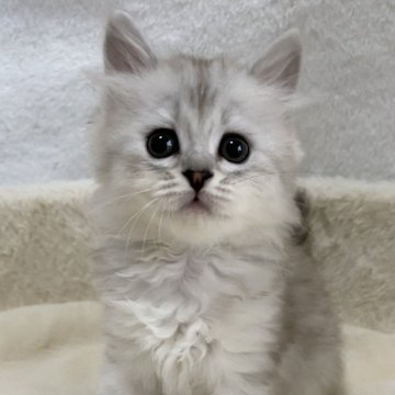 サイベリアン【滋賀県・女の子・2025年9月20日・シェーデッドシルバー】の写真「可愛い女の子🌼」