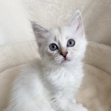 サイベリアン【滋賀県・女の子・2025年9月20日・ブルーシルバーリンクスポイント】の写真「愛らしい女の子🌸」