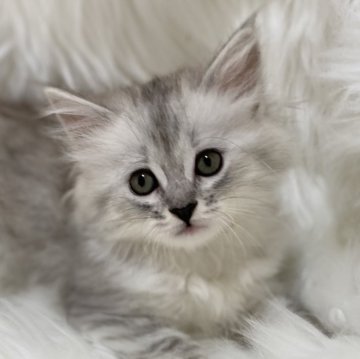 サイベリアン【滋賀県・女の子・2025年9月20日・シルバータビー】の写真「可愛い女の子🌸」