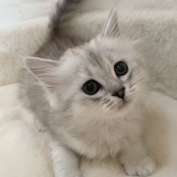 サイベリアン【滋賀県・女の子・2025年9月20日・シェーデッドシルバー】の写真「可愛い女の子🌸」