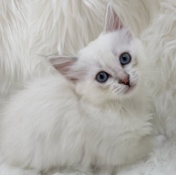 サイベリアン【滋賀県・女の子・2025年9月20日・ブルーシルバーリンクスポイント】の写真「愛らしい女の子🌼」