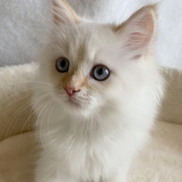 サイベリアン【滋賀県・男の子・2025年4月18日・レッドリンクスポイント】の写真「モフモフが可愛い男の子🌼」