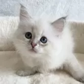 サイベリアン