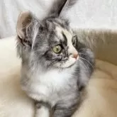 サイベリアン