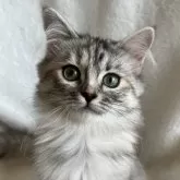 サイベリアン