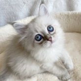 サイベリアン