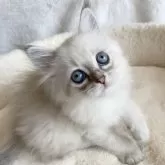 サイベリアン